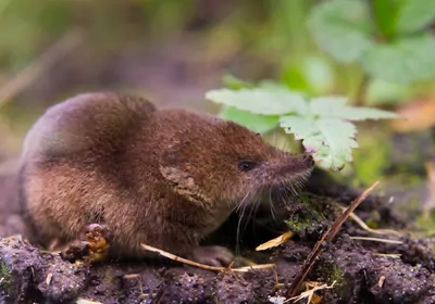 small brown mammal with long nose